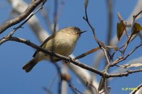 Western Thornbill - Acanthiza inornata