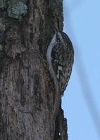 Brown Creeper - Certhia americana