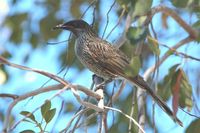 Brush Wattlebird - Anthochaera chrysoptera