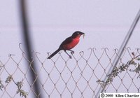 Black-headed Gonolek - Laniarius erythrogaster