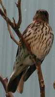 Violet-backed Starling - Cinnyricinclus leucogaster