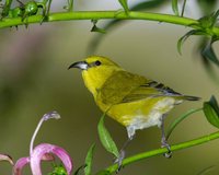 Kauai Amakihi - Hemignathus kauaiensis