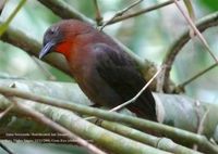 Red-throated Ant-Tanager - Habia fuscicauda