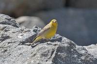 Greater Yellow-Finch - Sicalis auriventris