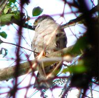 Gray-bellied Goshawk