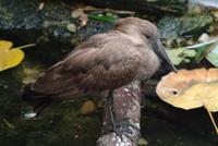 Hammerkop