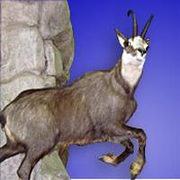 anatolian chamois