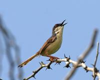 Ashy Prinia (Prinia socialis)  - Singing male