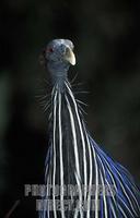 Vulturine guinea fowl , Acryllium vulturinum , Samburu National Reserve , Kenya stock photo