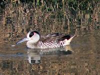 Pink-eared Duck