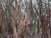 Bittern