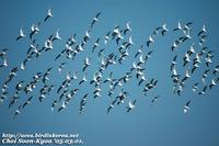 Fig. 9. Black-headed Gull : 붉은부리갈매기