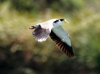 Masked Lapwing