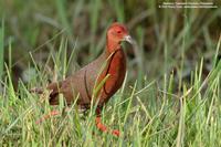 Ruddy-breasted Crake