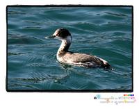 검은목농병아리(Podiceps nigricollis)  (Eared Grebe)