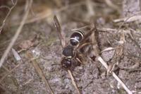 Odynerus simillimus