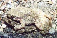 : Alytes obstetricans; Midwife Toad