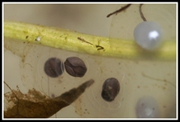 : Ambystoma macrodactylum; Long-toed Salamander