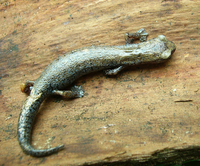 : Bolitoglossa hartwegi