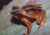 : Bufo margaritifer