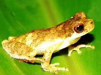 : Dendropsophus microps; Nova Friburgo Treefrog