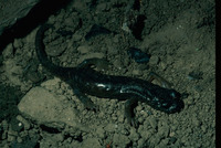 : Hydromantes brunus