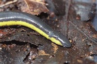: Ichthyophis kohtaoensis
