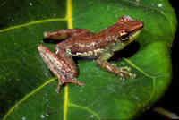 : Mantidactylus argenteus; Silvery Treefrog
