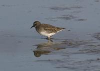 : Calidris minutilla; Least Sandpiper