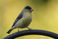 : Carduelis psaltria; Lesser Goldfinch