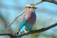 : Coracias caudatus; Lilac-breasted Roller