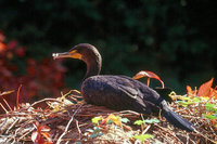 : Phalacrocorax auritus; Double-crested Cormorant