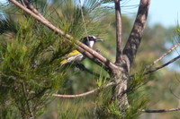 : Phylidonyris nigra; White-cheeked Honeyeater