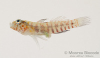 : Eviota sp.