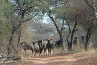 : Connochaetes taurinus taurinus; Blue Wildebeest