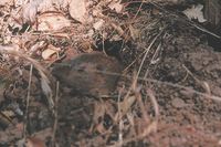 : Thomomys bottae; Valley Pocket Gopher