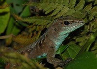 : Ameiva festiva