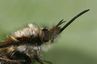: Bombylius major; Bee Fly
