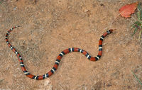 : Lampropeltis triangulum triangulum x elapsoides; Eastern Milk Snake X Scarlet Kingsna...