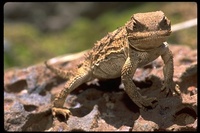 : Phrynosoma hernandesi; Greater Short-horned Lizards