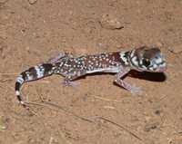 : Underwoodisaurus milii; Thick-tailed Gecko