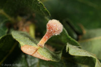 : Xanthoteras teres; Ball-tipped Gall Wasp;