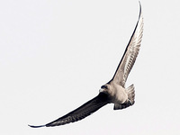 South Polar Skua. 30 September 2006. Photo by Angus Wilson