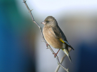 방울새 Carduelis sinica ussuriensis | oriental greenfinch