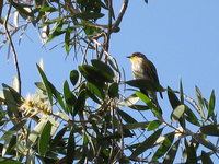 Dendroica townsendi Townsend's Warbler