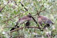 Garrulax davidi Plain Laughingthrush 山噪鶥 101-025