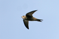 Pallid Swift