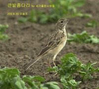 큰밭종다리 Richared's Pipit