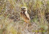 Photo of sýček králičí Athene cunicularia Mochuelo de Madriguera Burrowing Owl Kaninchenkauz