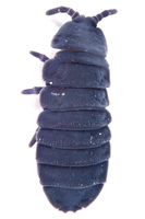 Tetrodontophora bielanensis - Giant springtail